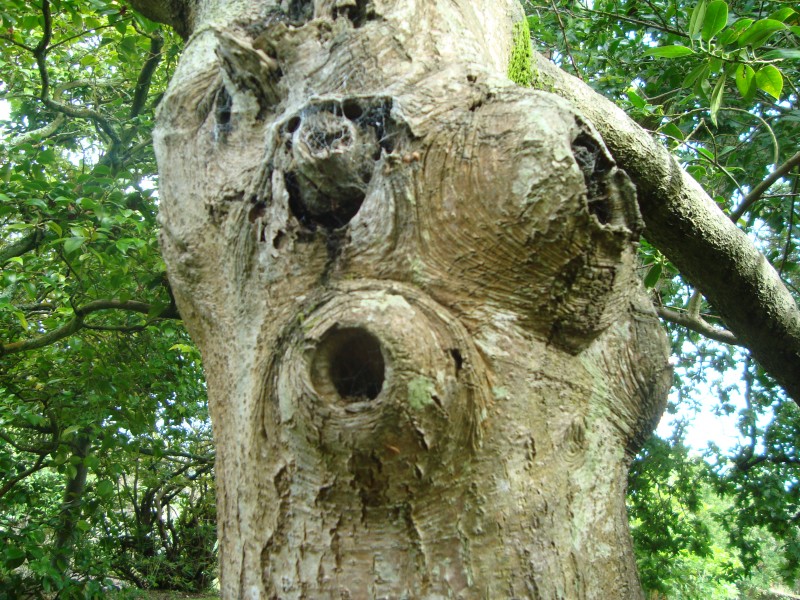 Cet arbre a été planté par Victor Hugo en son jardin pour symboliser l'espoir en les États-Unis d'Europe. Curieusement, il est plein de neouds et de cavités, mais il résiste.