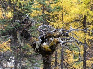  Cet arbre se dresse entre les mélèzes chinois et les séquoias, comme une paume ouverte. Que dit il avant de rejoindre l'humus profond ?