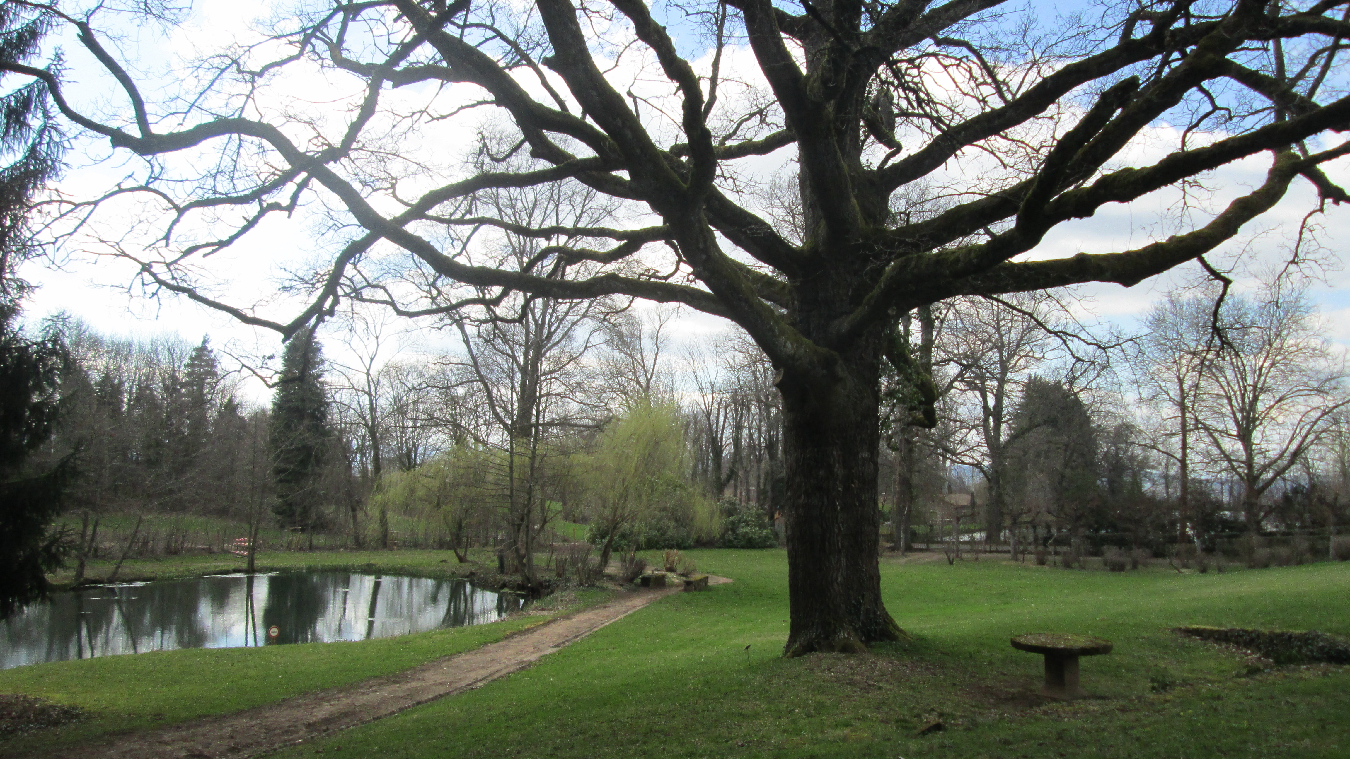 Chêne Lafayette parc Chateau (photo S.Dallet, avril 2015)