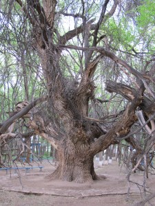 Un arbre ancêtre au kazakhstan (photo Lagan)
